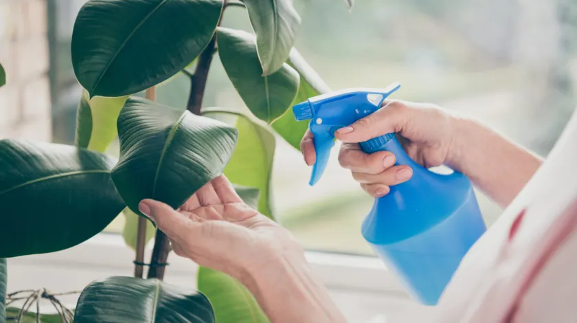 観葉植物に水を吹きかける様子